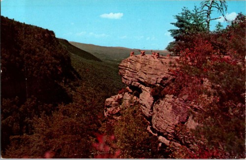 Rising fawn postcard - rising,